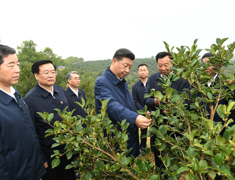 　　9月16日至18日，中共中央總書(shū)記、國(guó)家主席、中央軍委主席習(xí)近平在河南考察。這是17日上午，習(xí)近平來(lái)到信陽(yáng)市光山縣槐店鄉(xiāng)司馬光油茶園，實(shí)地察看油茶樹(shù)種植和掛果情況。新華社記者 謝環(huán)馳 攝